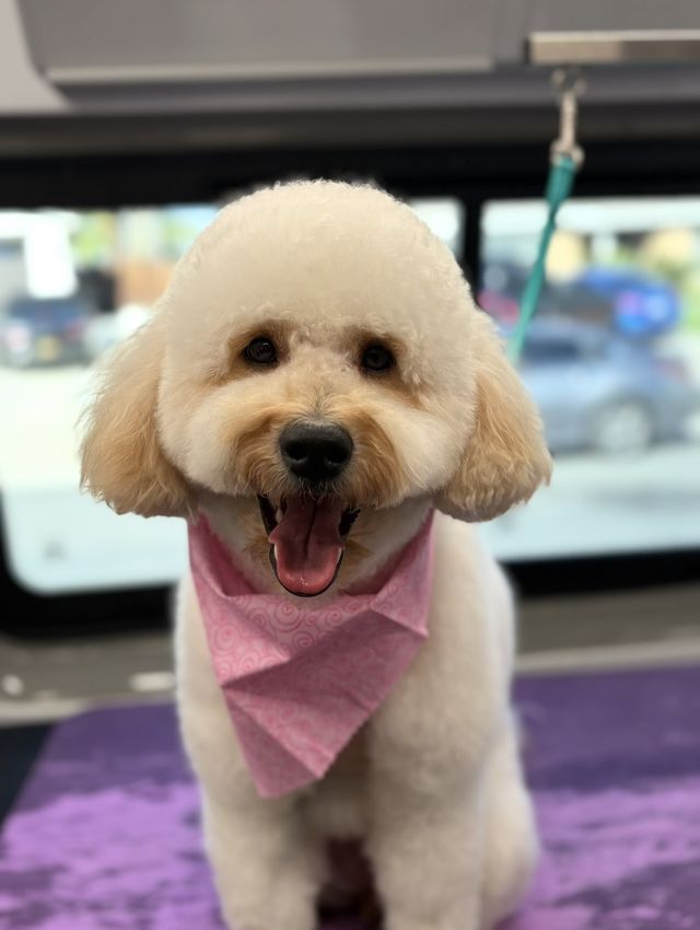 Apricot doodle after a Bath & Tidy, wearing a pink bandana