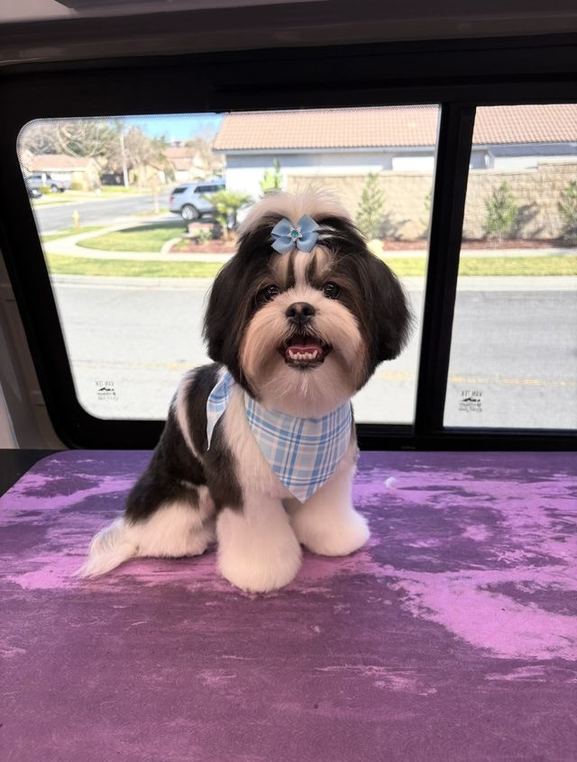 Shih Tzu after a Bath & Brush, with a blue bow